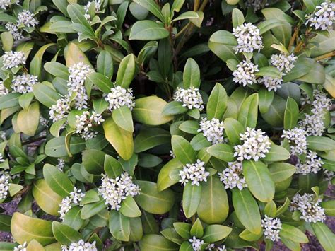 White Flowering Shrubs Of The Best Varieties For Your Garden
