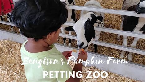 Petting Zoo Bengtsons Pumpkin Farm And Fall Fest Youtube