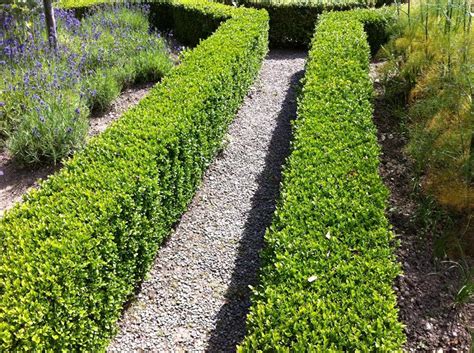 Box Buxus Sempervirens Bare Root Hedging And Fruit Delivered To