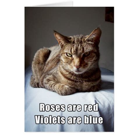 Valentine Cat Funny Poem Greeting Card Zazzle