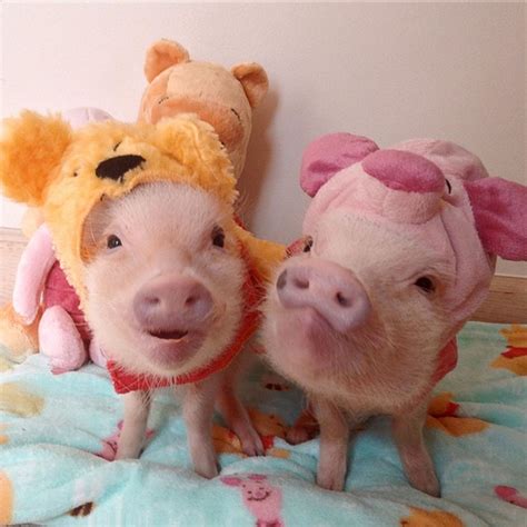 Cute Mini Pigs Play Dress Up Photos Abc News