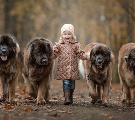 14 Photos Prove That Leonberger Was Born For Living With Kids The Dogman
