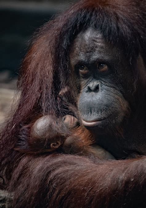 A Critically Endangered Bornean Orangutan Has Just Been Born At Chester