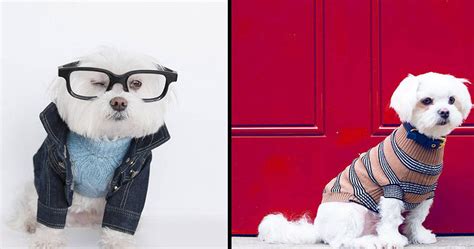 “dog Fashion And Designer Dog Clothes Top 10 Brands Marc Petite