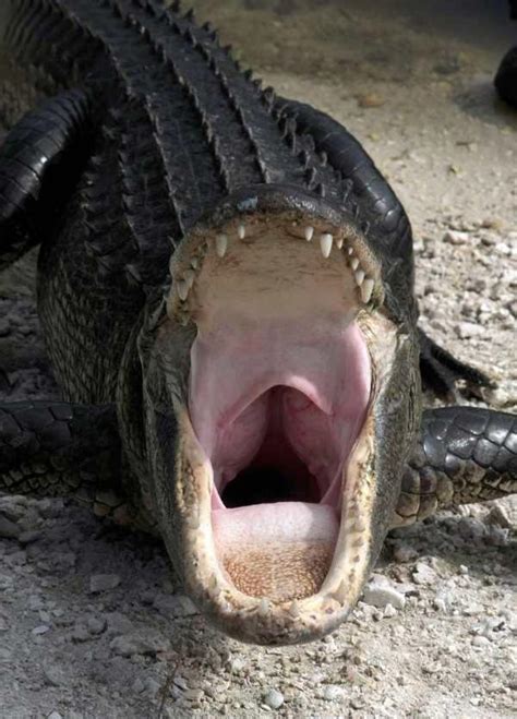 American Alligator Facts Top 10 Facts About American Alligator