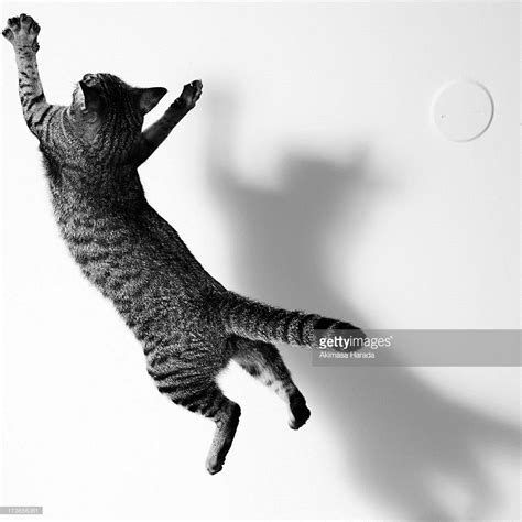 Jumping Cat Picture Id173656361 1024×1024 Dancing Animals Dancing