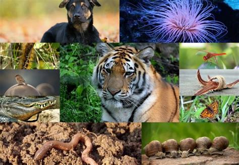 Animal Kingdom Classification Of Animals Into Phyla Videos Examples