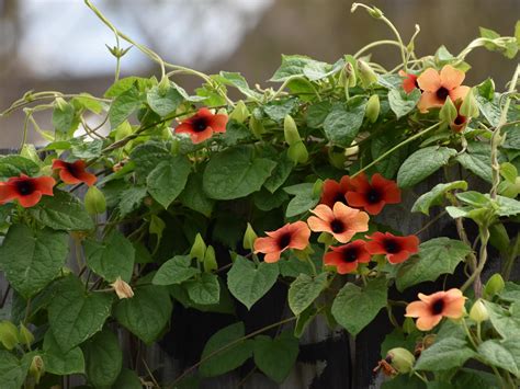 Try Black Eyed Susan Vine For A Resilient Ground Cover Mississippi