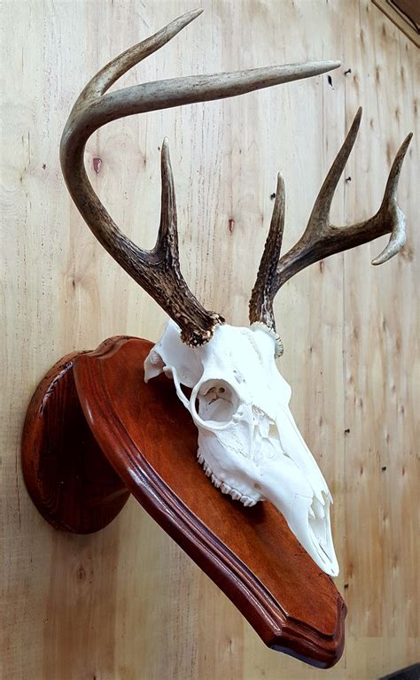 A Deers Skull Mounted On A Wooden Wall