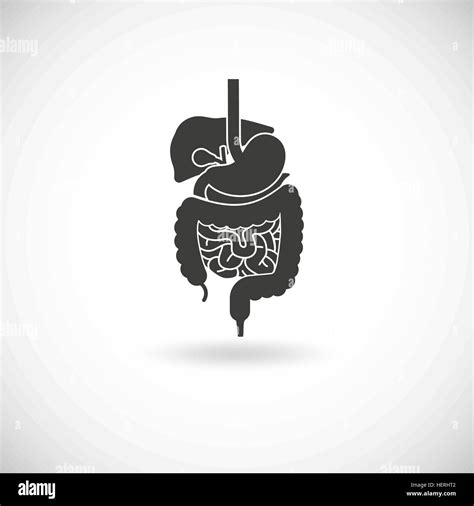 Digestive System Illustration Digestive System With Liver Stomach And