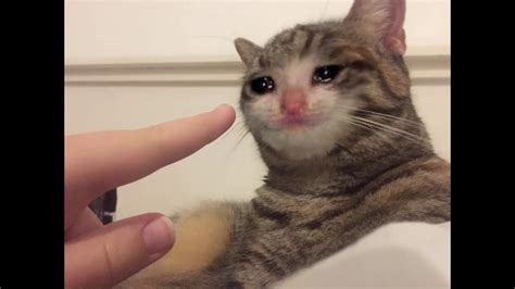 Tears Meme Cat Crying