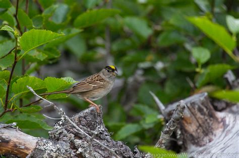 Golden Crowned Sparrow Photos By Ron Niebrugge