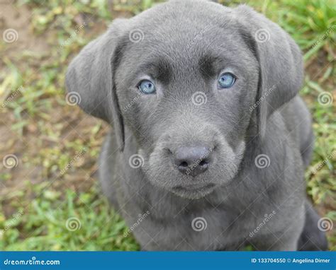 Black Lab Puppies With Blue Eyes