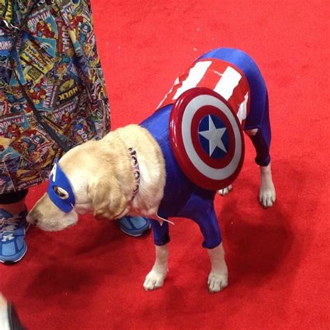 Captain America Creative Dog Costumes Popsugar Tech Photo 20