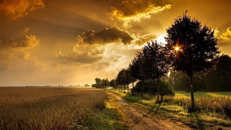 Sunset Through Trees By Wheat Fields Wallpaper Nature And Landscape