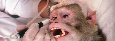 Czy Bambino Testuje Na Zwierzętach - Jakie firmy testują kosmetyki na zwierzętach? - porady Mowimyjak.pl
