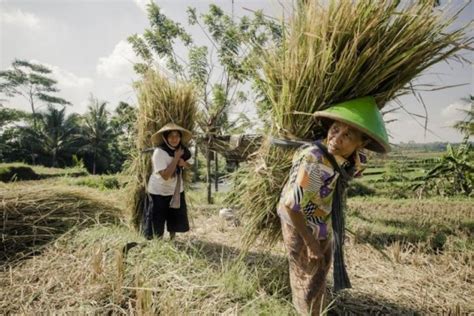 7 Fakta Sejarah Pertanian Di Indonesia Kamu Wajib Tahu