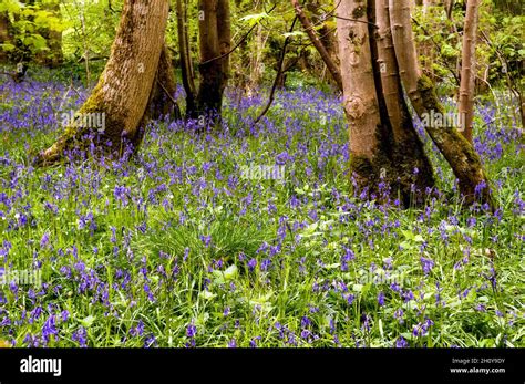 Sunlit Bluebell Woods In Somerset The Common Native Uk Bluebell Is
