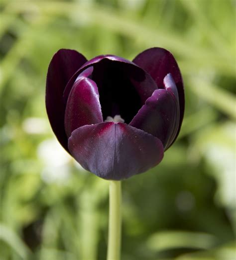 Black Tulip Day Lilies Beautiful Flowers Black Tulips