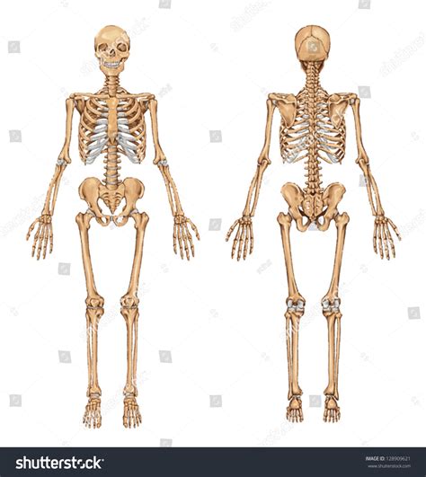 Human Skeleton From The Posterior And Anterior View Didactic Board Of Anatomy Of Human Bony