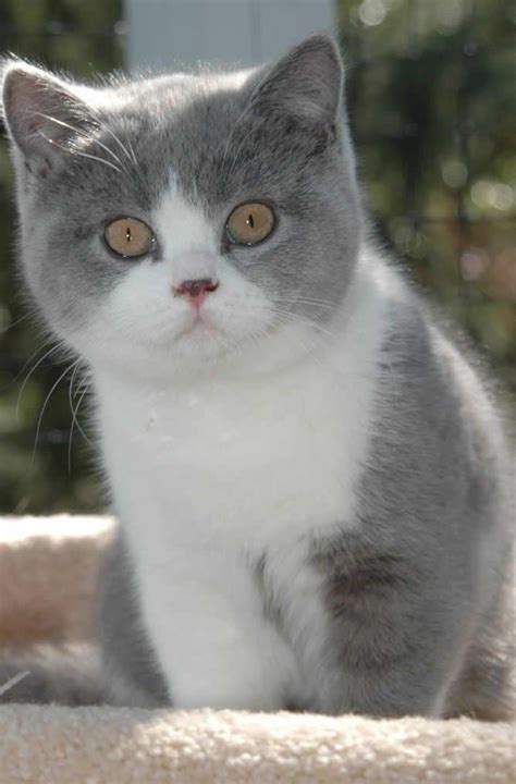 British Shorthair Kitten Blimey Outta Me Head And Shoulds Goes To Bed But It Be Onlys