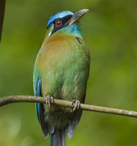 The New Birds To Costa Rica Where To Find Them Birdwatching In
