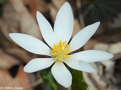 Photos And Information About Minnesota Flora Bloodroot White Flower