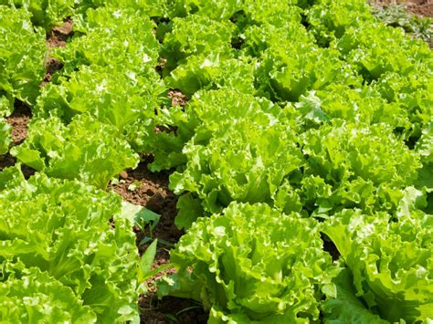 How To Grow Lettuce In Your Backyard The Imperfectly Happy Home