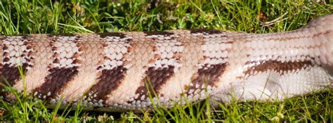 Northern Blue Tongue Skink Colony — Males Lizard Cafe