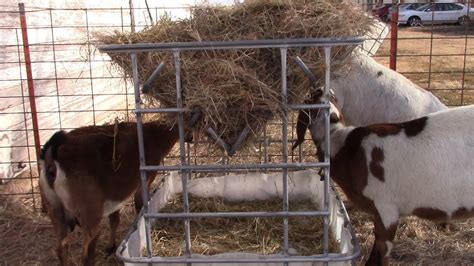 Easy Diy Hay Feeder For Goats Or Calves Youtube