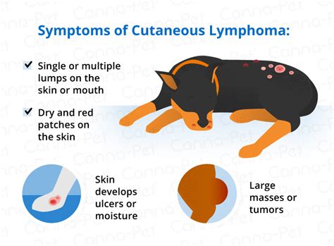 Cutaneous Lymphoma In Dogs