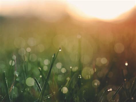 Free Images Water Nature Droplet Drop Dew Light Mist Field Meadow Sunlight Morning