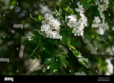 Hawthorn Tree Crataegus Monogyna Stock Photo Alamy