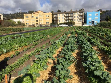 Urban Agriculture Growing Food In Cities
