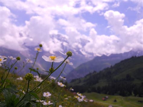 Wildflower In The Swiss Alps Berghütte Schweiz