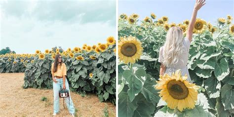 A New Sunflower Farm Is Sprouting Near Toronto And You Can Visit It This