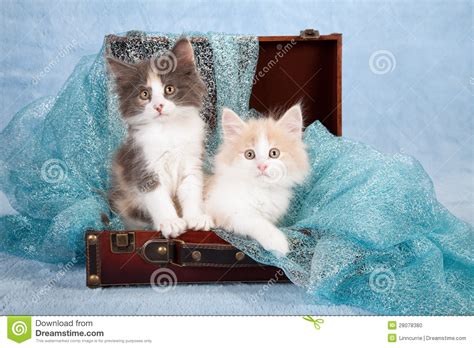 Cute Kittens In Suitcase Stock Photo Image Of Suitcase 28078380