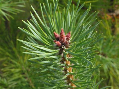 Scots Pine How To Grow Trees