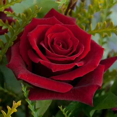Regal Red Rose Beautiful Red Roses Flowering Bushes Flower Studio
