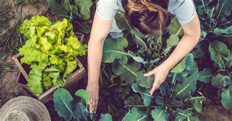 With their high nutrient content, coffee grounds can be used to make your garden thrive. Are Coffee Grounds Good for Gardens? Compost, Pest ...