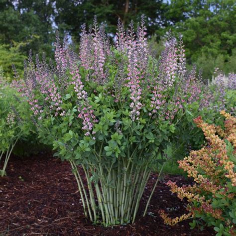 Baptisia Pink Truffles Midwest Groundcovers Llc