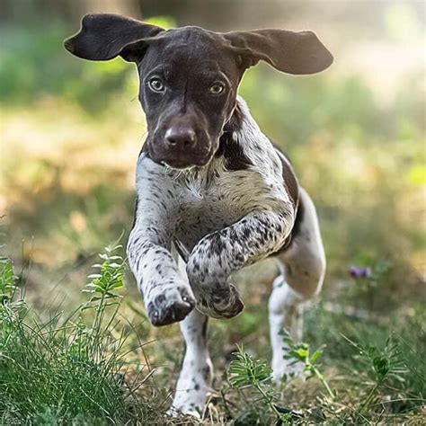 German Shorthaired Pointers Doggear Guides