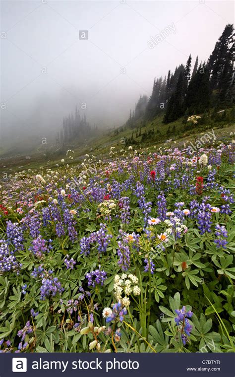 Field Of Wildflowers In Fog Edith Creek Basin Paradise Mount Rainier
