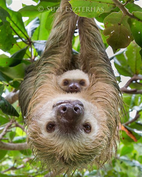 Mom And Sleeping Baby Sloth Photo Print The Sloth Conservation Foundation