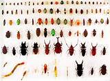 Photos of Free Pest Identification