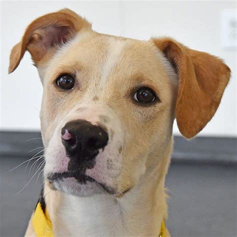Before you complete the adoption application step one: Adoptable Dogs | NYC Adoption Center | ASPCA