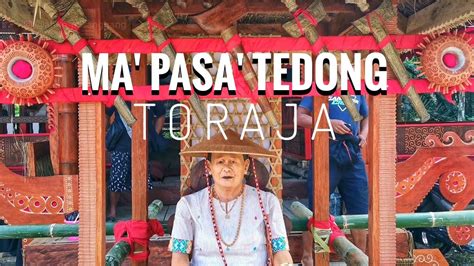 Ma Pasa Tedong Proses Ritual Adat Rambu Solo Toraja Youtube