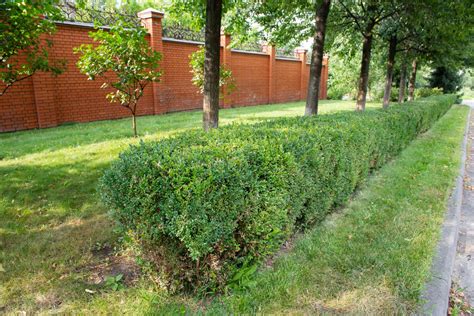 How To Grow And Care For Wintergreen Boxwood