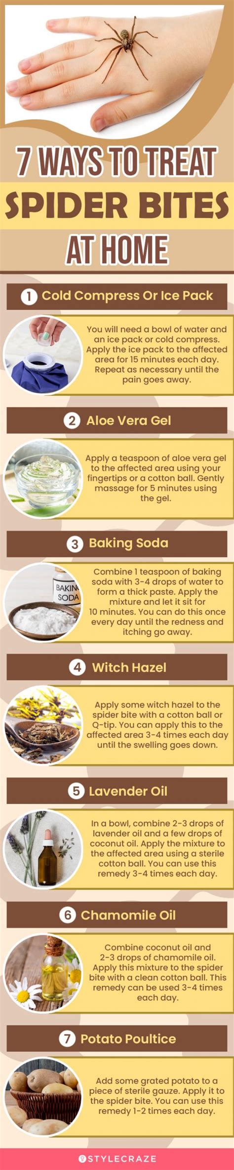 7 Effective Home Remedies For Spider Bites