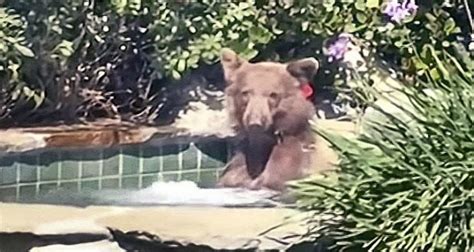 Bear Jumps In Mans Hot Tub Steals His Margarita Drinks Trade